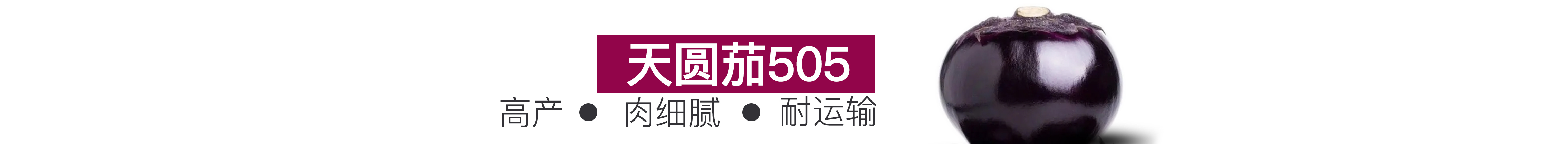 天圆茄505