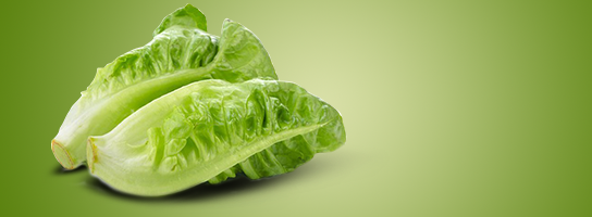 lettuce